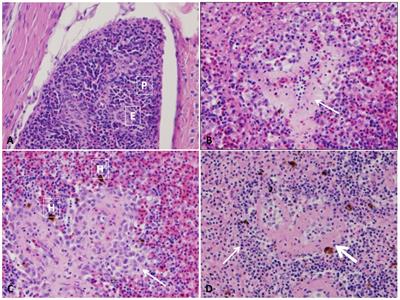Characterization of Histopathological and Ultrastructural Changes in Channel Catfish Experimentally Infected with Virulent <mark class="highlighted">Aeromonas hydrophila</mark>